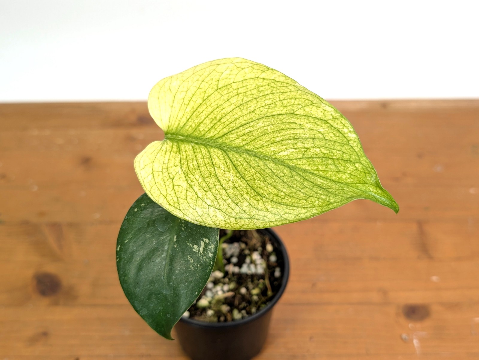 WOW! Monstera WHITE Monster