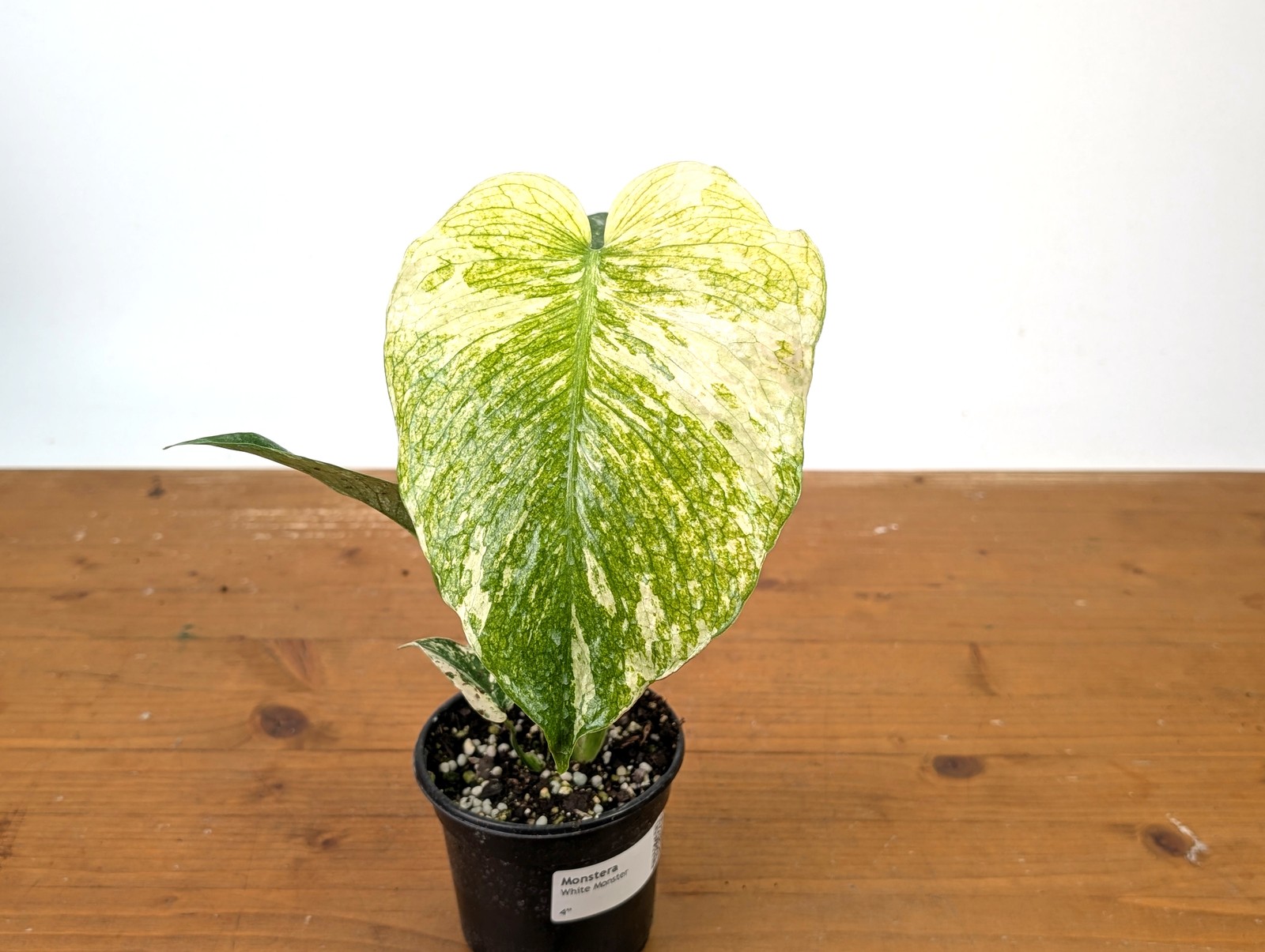 WOW! Monstera WHITE Monster